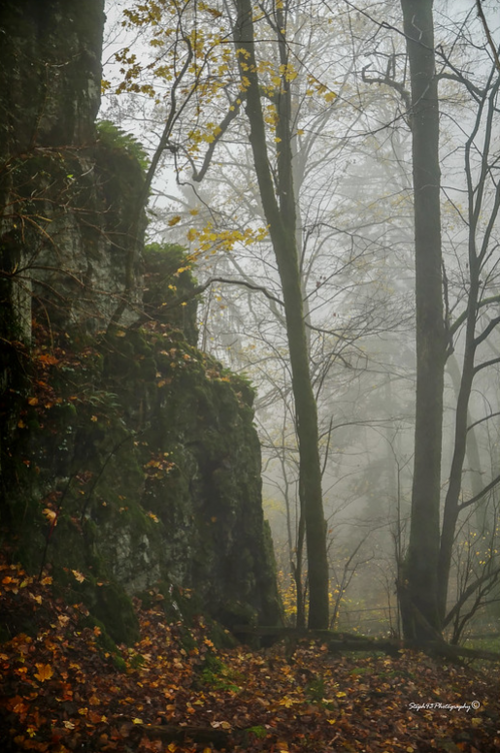 Forêt de Haslach (Oberhaslach / Bas Rhin)