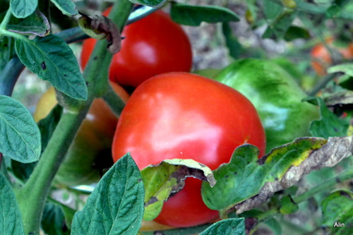 Les dernières tomates ...
