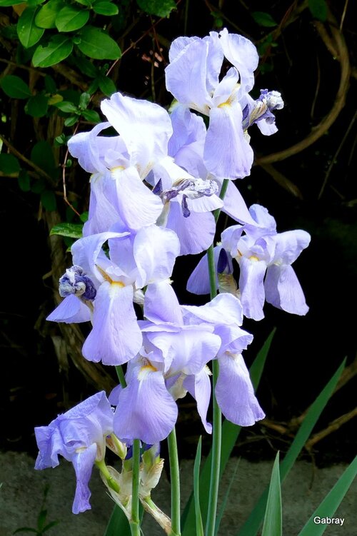 Les iris bleus de mon jardin 