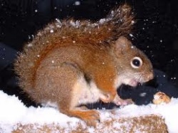 photos d'écureuils