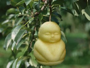 Des poires en forme de Bouddha. Et pourquoi pas des vaches mauves ?