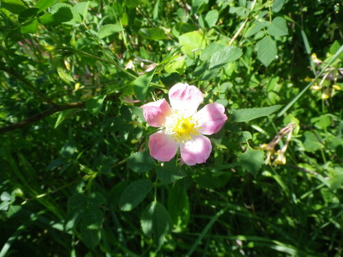 Fleurs dans le village