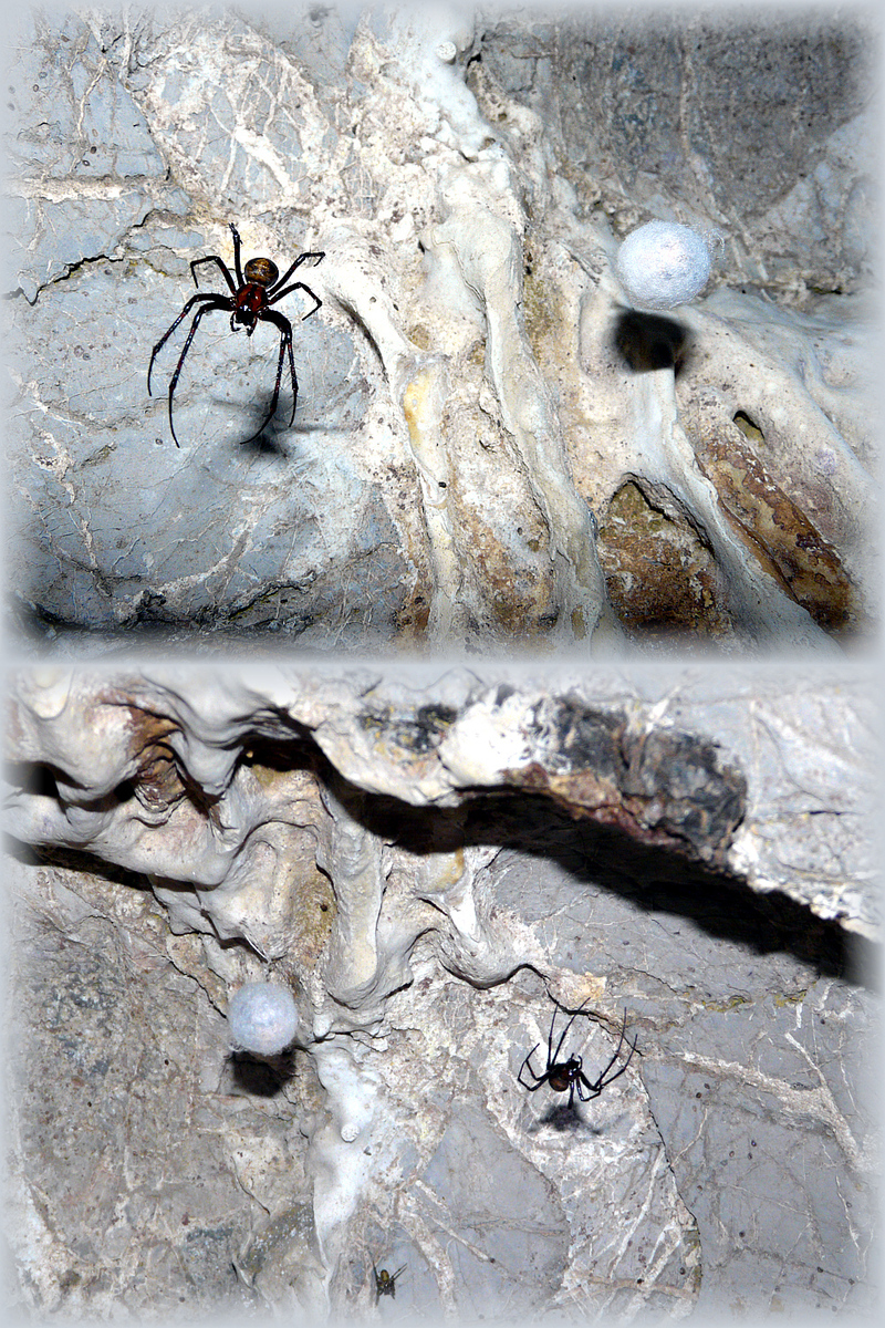 Araignées meta menardi et leurs cocons - Une grotte du "Pays des Ours" - 31
