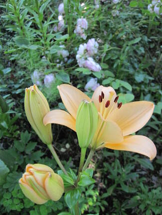 lys hybrides oranges et rouges