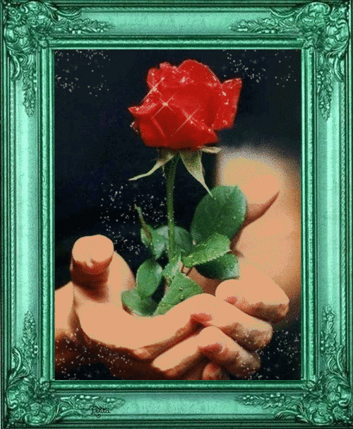 Rose d'amour