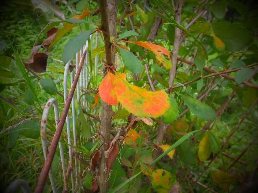 Mon petit jardin