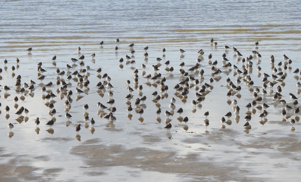 Rassemblement d'oiseaux, au bord du Bassin d'Arcachon...