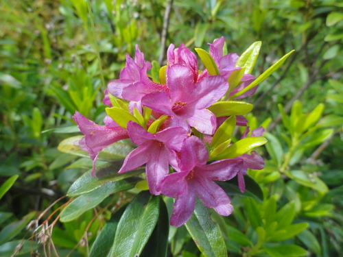 Fleurs roses