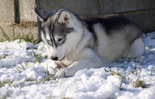 Neige dans la Drôme