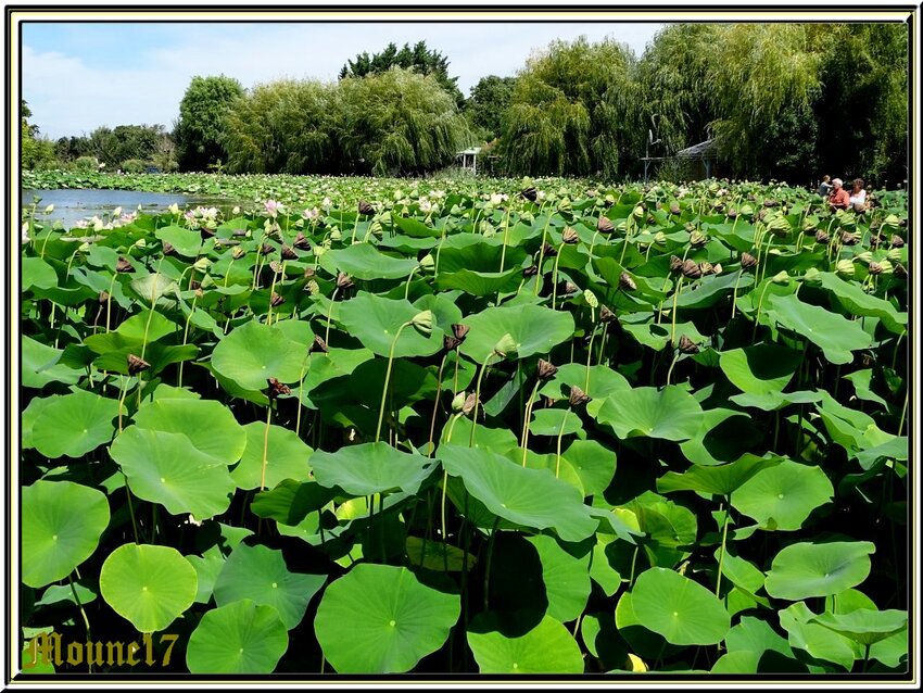 Le lac des Lotus en Vendée