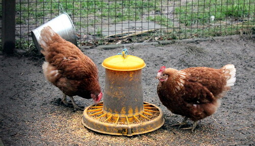 [Ecole] Des nouvelles de nos poules