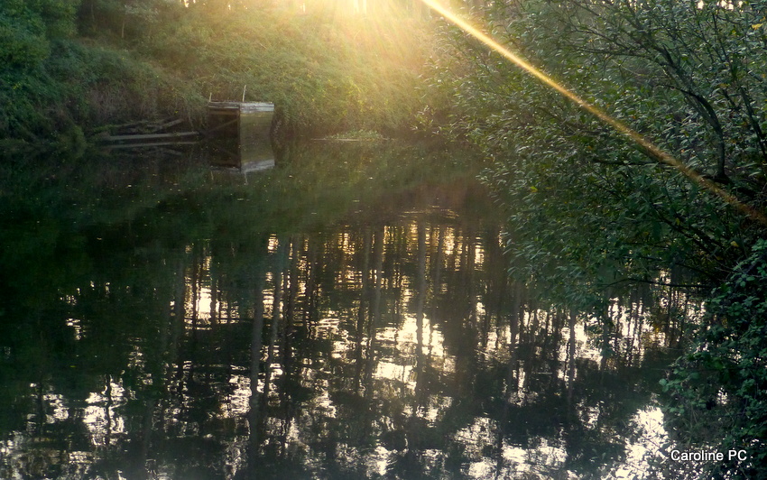 Brouillard et lumière dans les arbres