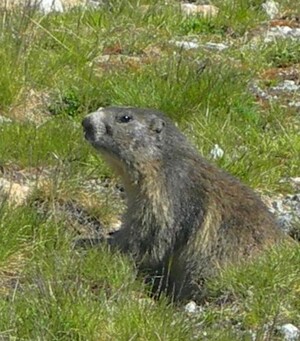 Les marmottes des Pessons