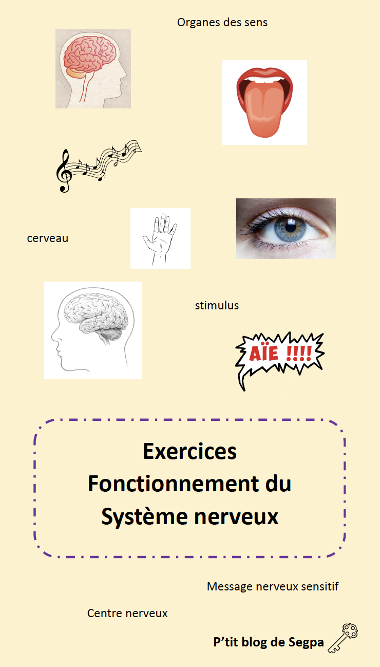 Exercices système nerveux - P'tit blog de Segpa