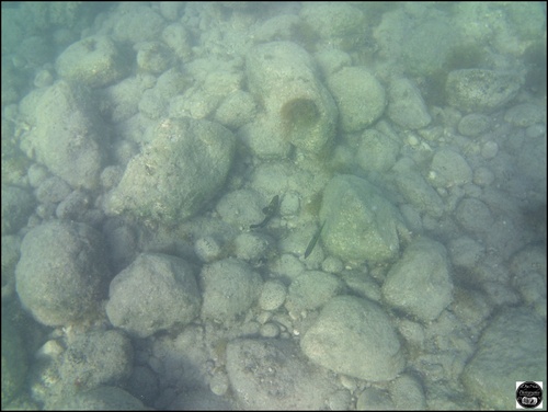 Grèce, vue sous-marine, de la mer Egée