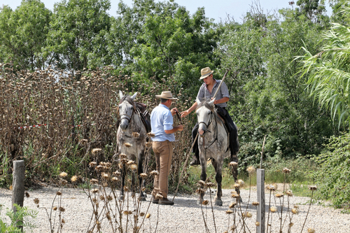 Mes photos - Manade Camarguaise près de Aigues-Mortes