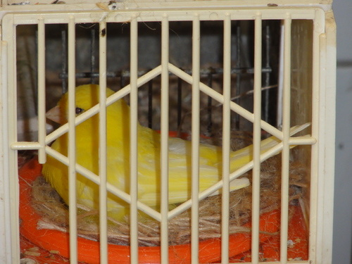 femelle jaune sur le nid