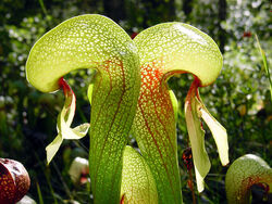 Darlingtonia californica Famille des Sarracéniacées.JPG