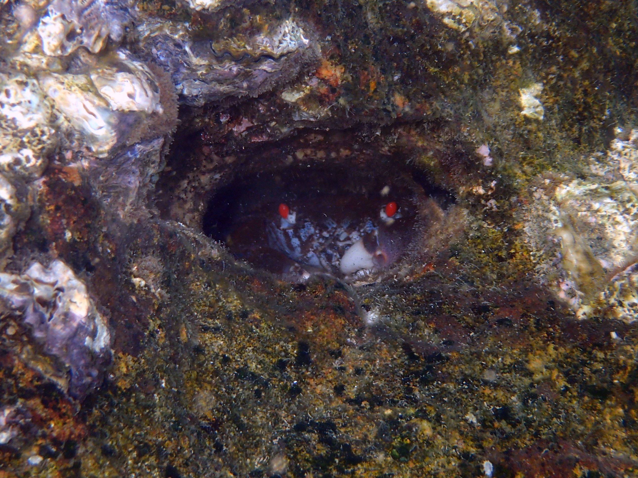 Crabe aux yeux rouges de récif - Eriphia ferox - Snorkeling exploration
