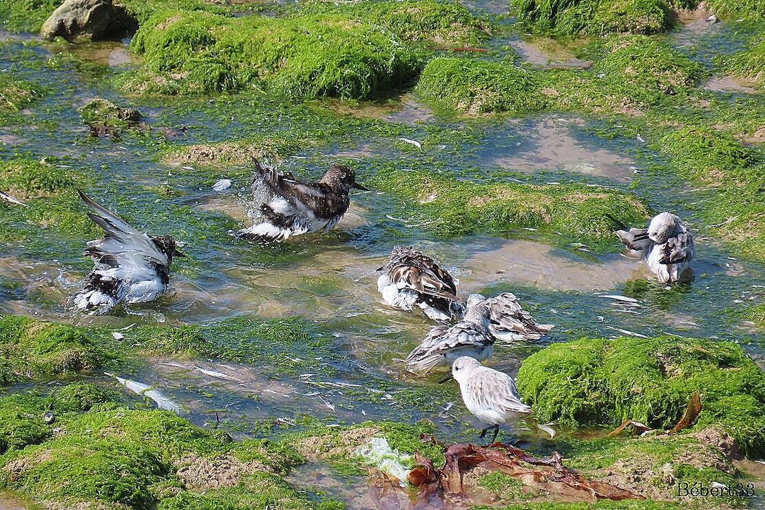 des oiseaux si beaux