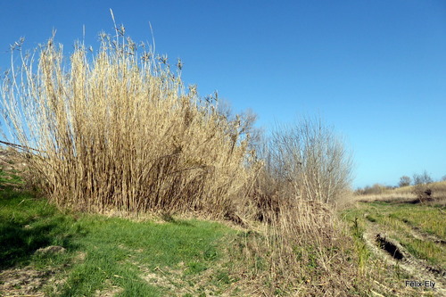 Les roseaux en mars