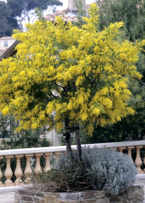 Fleurs cultivées : Mimosa