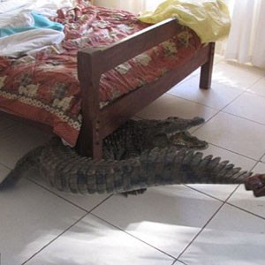 Il découvre un crocodile caché sous son lit