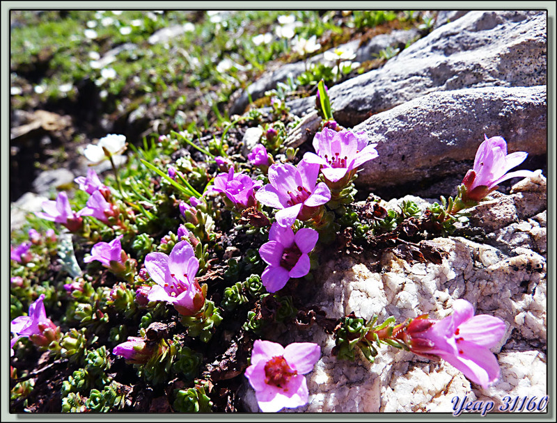 Saxifrage à feuilles opposées (Saxifraga oppositifolia) - Liat - Canejan - Val d'Aran - Espagne  (Flore) 