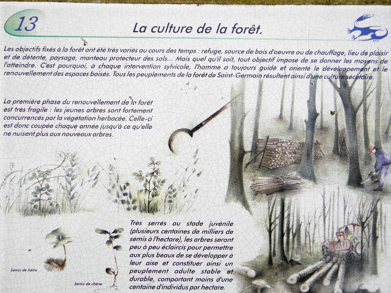 La culture de la forêt.