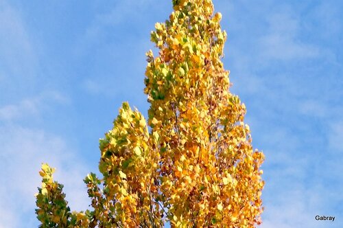 Couleurs de l’automne