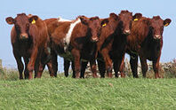 Shorthorn cows