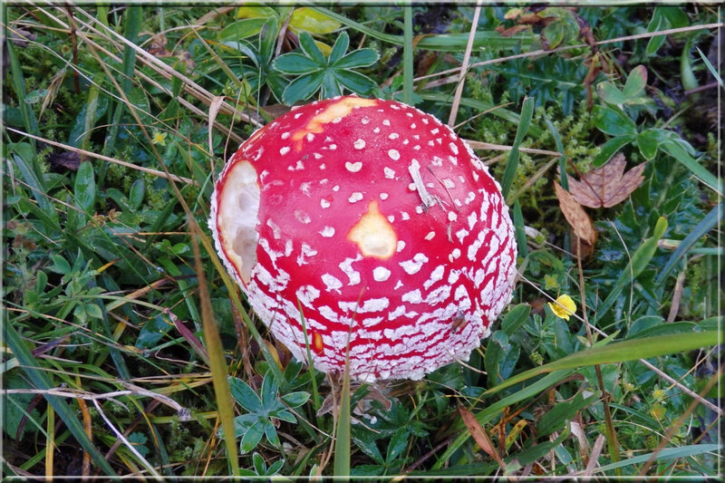 Automne savoyard : quelques champignons...