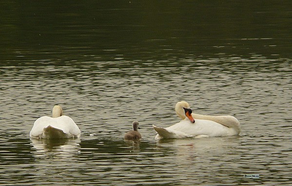 2012-05-22 cygne parade (11)