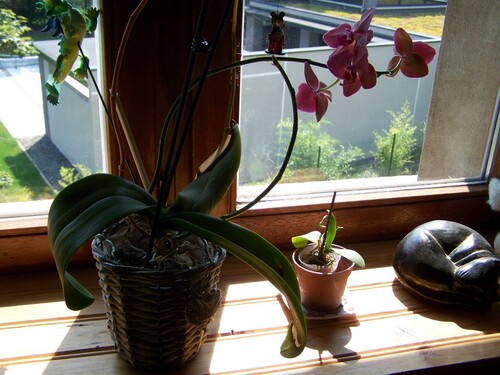 Mon orchidée fin août