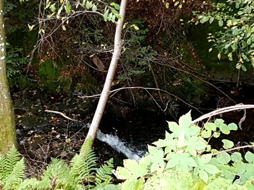 Un petit ruisseau au coeur des Vosges