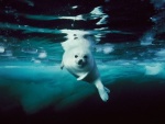 Brian Skerry