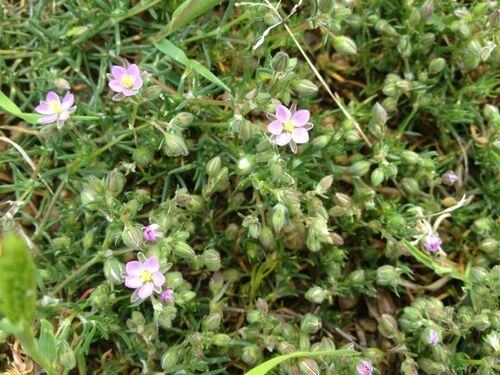 Vertus médicinales des plantes sauvages : Sabline rouge