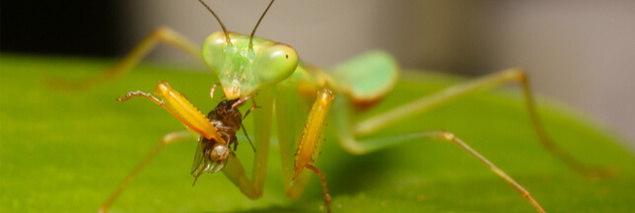 Lutte biologique: les insectes au service de la planète