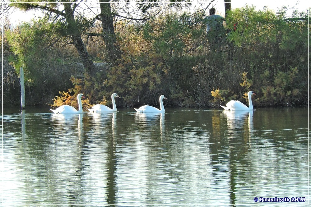 Réserve ornitho du Teich - fin décembre 2015 - 5/6