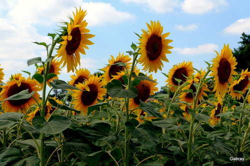 Montferrand : les tournesols ... n 3