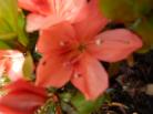 Identification par les fleurs !