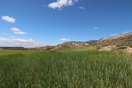 Bardenas Reales, Arguedas