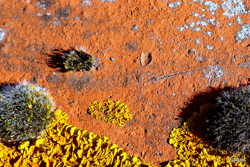 Lichens et mousses