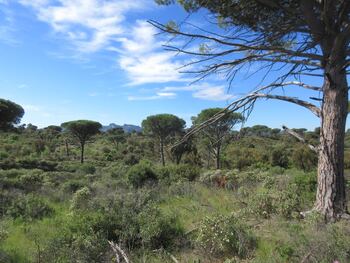 Les pins pignons (et toujours Roquebrune).