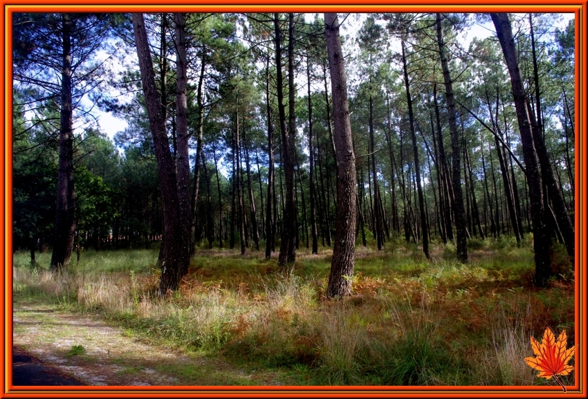 Couleurs d'automne dans les Landes