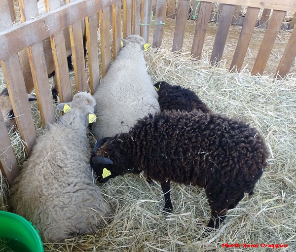 La Fête de l'Agriculture 2023 a eu lieu sur le site de la Barotte à Châtillon sur Seine, René Drappier nous en envoie quelques photos