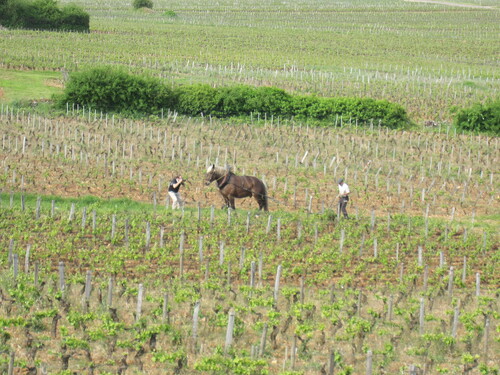 "Bois, Champs et Forey" - Samedi 21 mai 2016