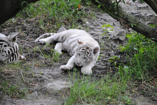 (14) Les bébés tigres blancs du Bengale.