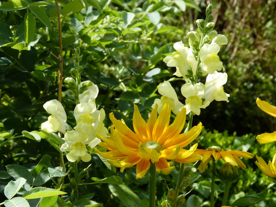 Le Jardin des Plantes d'Amiens, fin juillet.