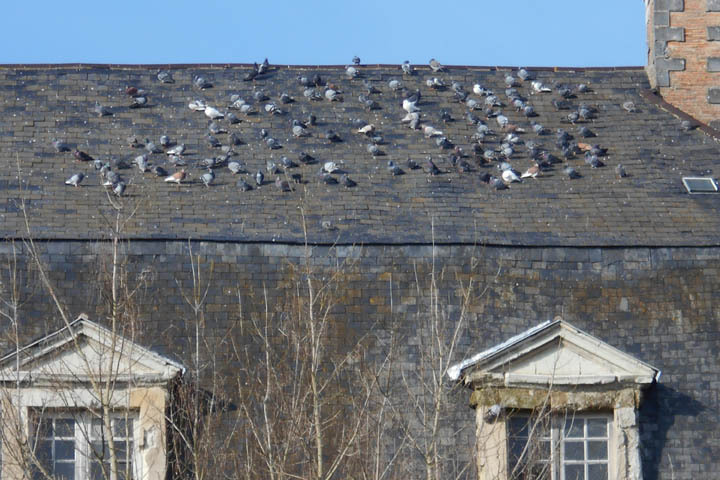 Pigeons